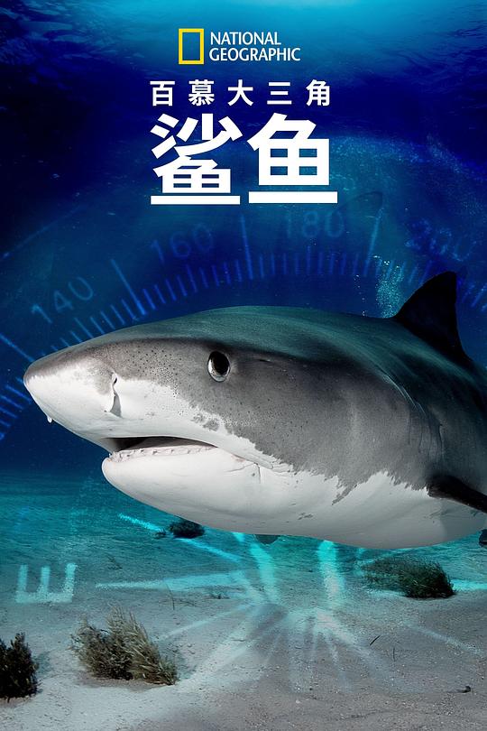 百慕大三角：鲨鱼